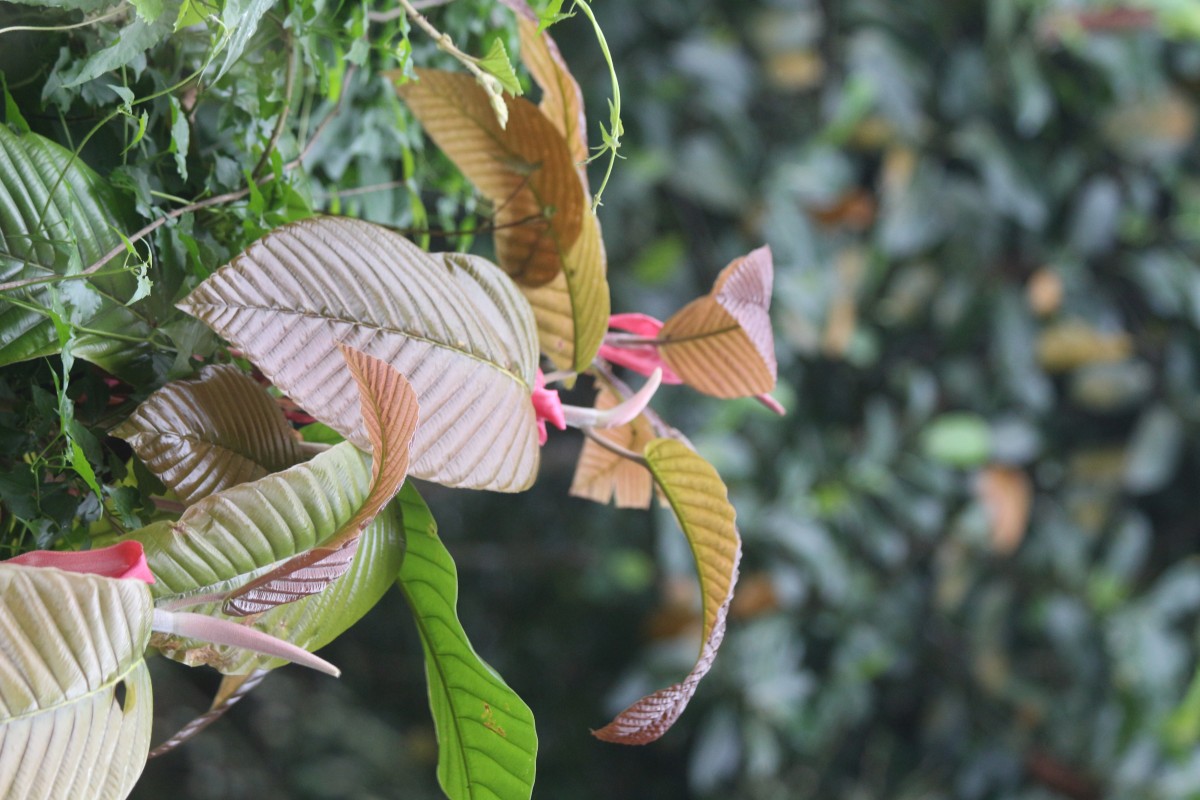 Dipterocarpus zeylanicus Thwaites